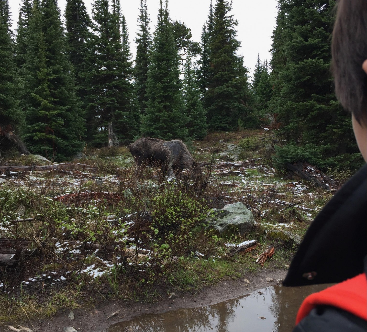 A moose in the woods