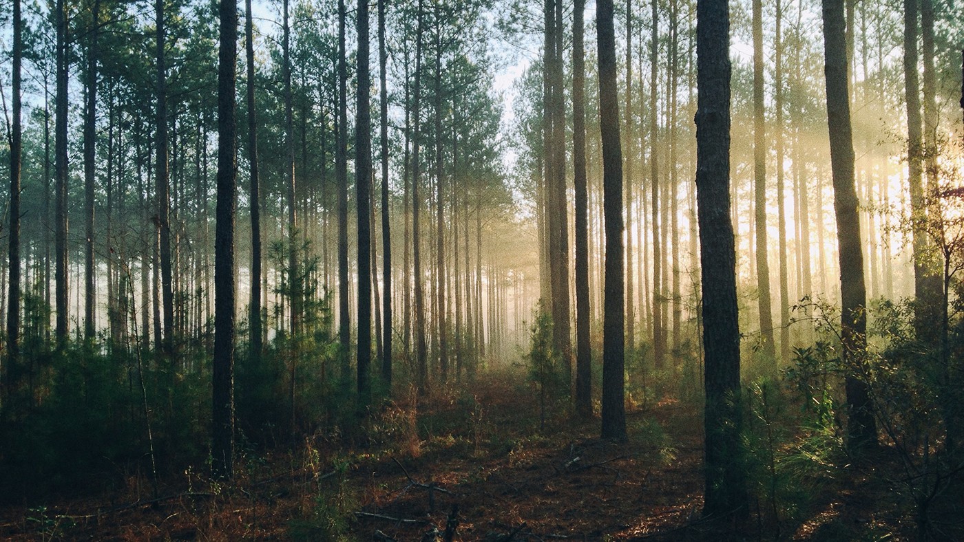 Hazu sun shining through a slightly foggy forest of pine trees.