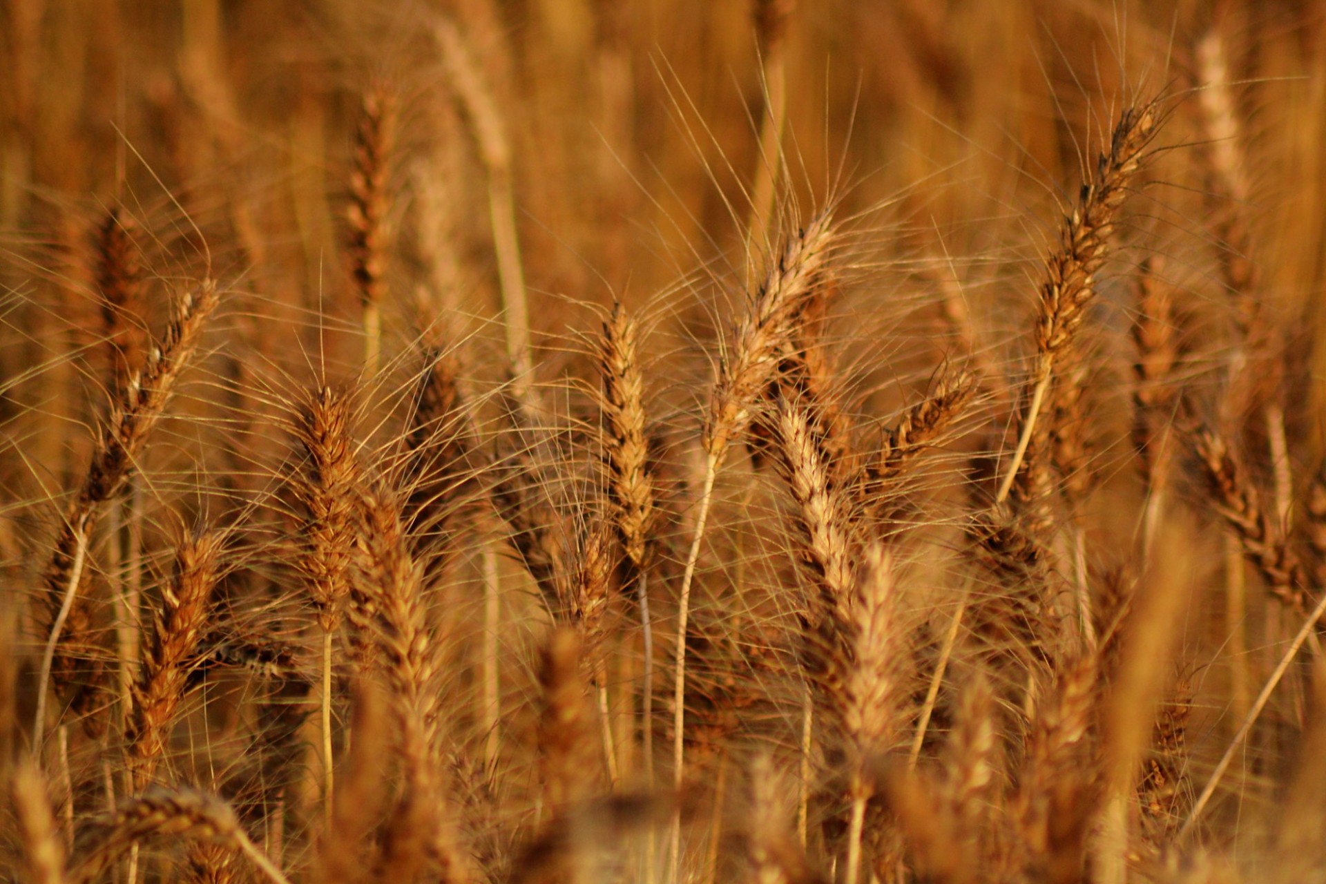 Close-up view of wheat in a brown wheat field. 